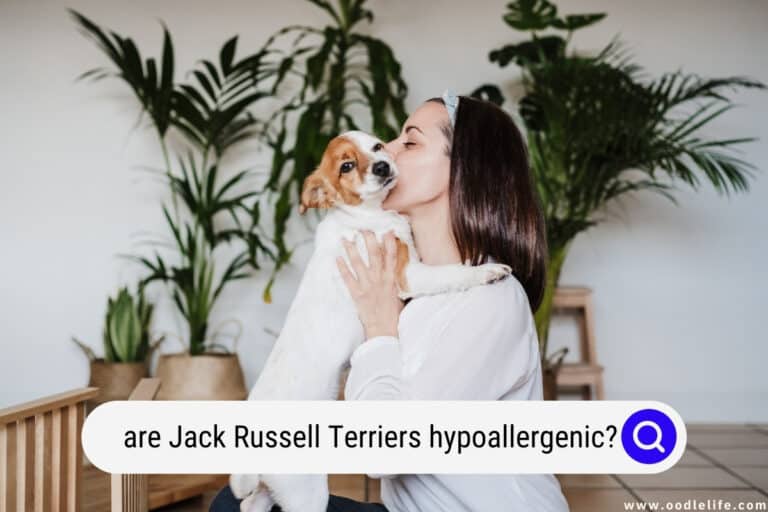 Are Jack Russell Terriers Hypoallergenic? [Allergy Guide]