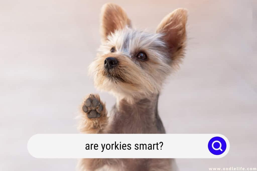 Are Yorkies Smart? [High IQ Truth] Oodle Life