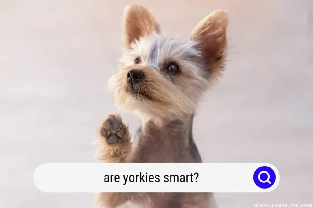 are Yorkies smart