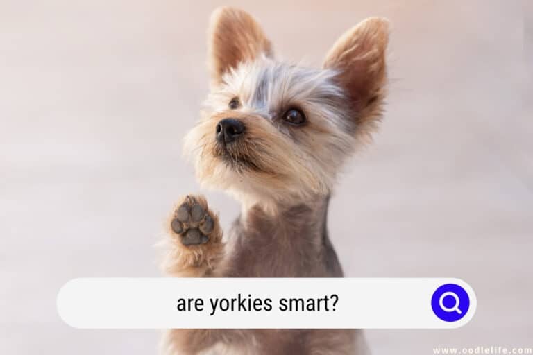 Are Yorkies Smart? [High IQ Truth]