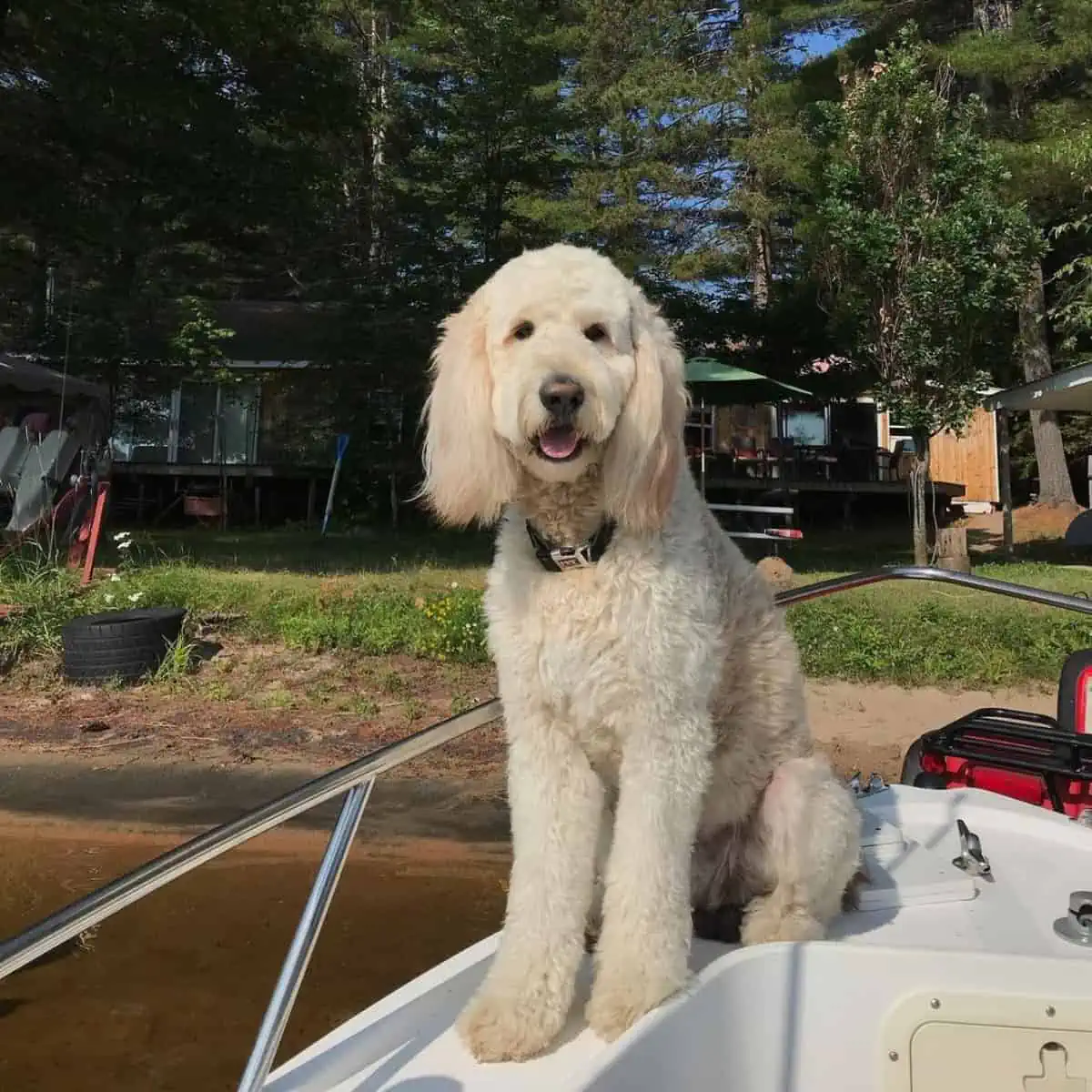 arriving Goldendoodle from a boat