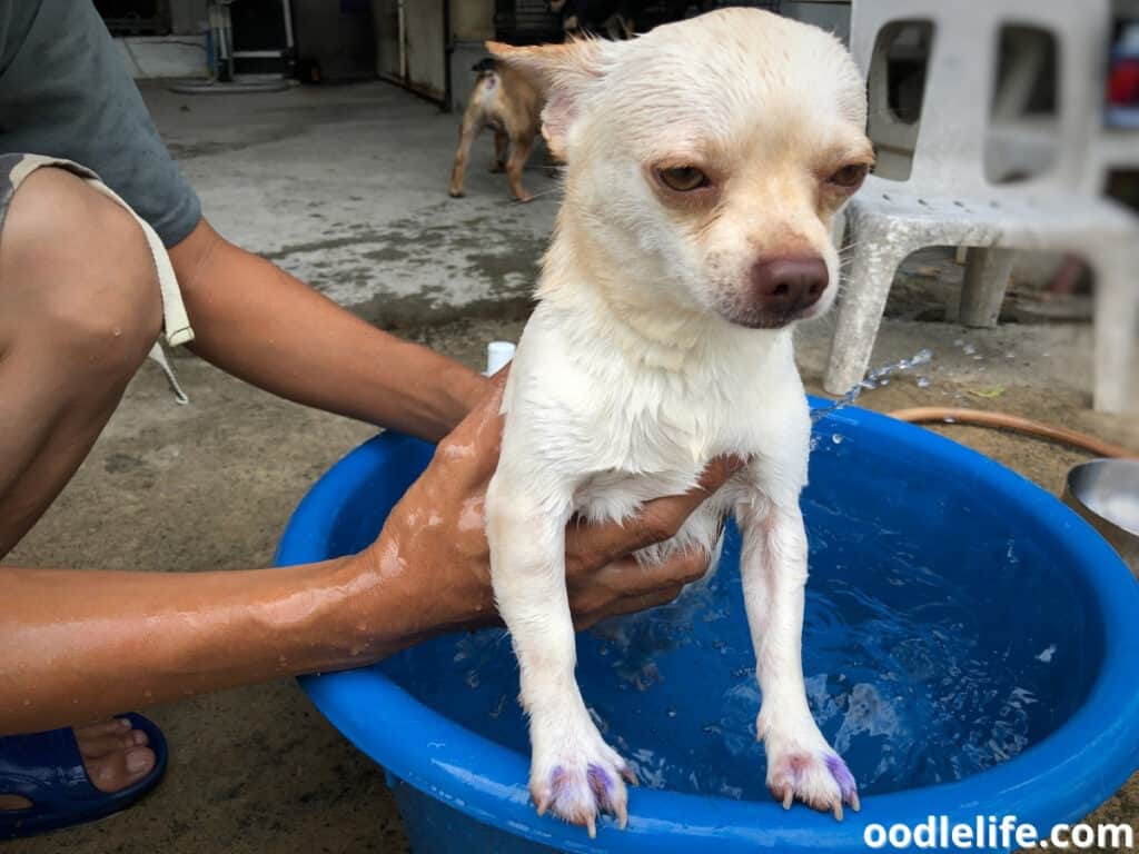 bathing dog in a basin