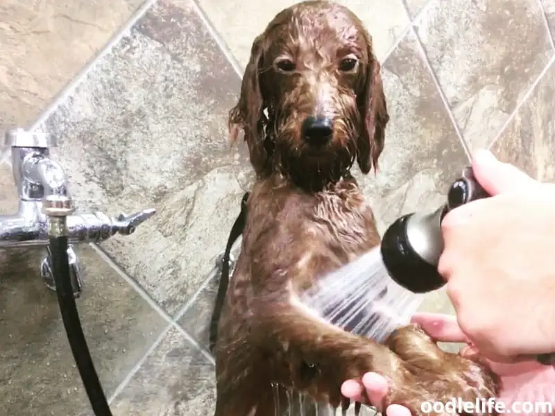 bathing Goldendoodle