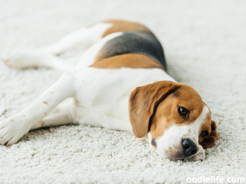 Beagle lying on the carpet