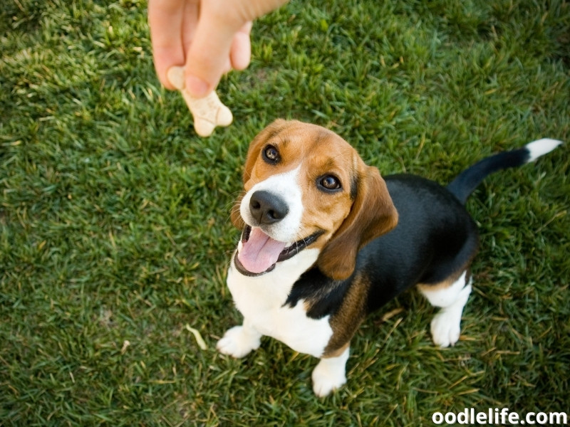 Beagle treat