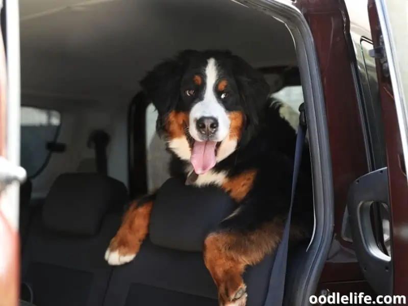 Bernese mountain dog pants inside the car