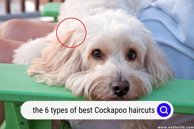 The 6 Types of Best Cockapoo Haircuts with Pictures! (2022)