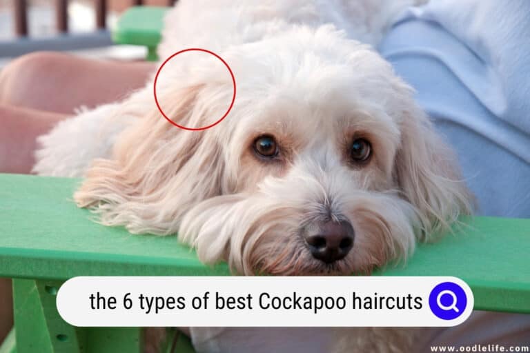 The 6 Types of Best Cockapoo Haircuts with Pictures! (2026)