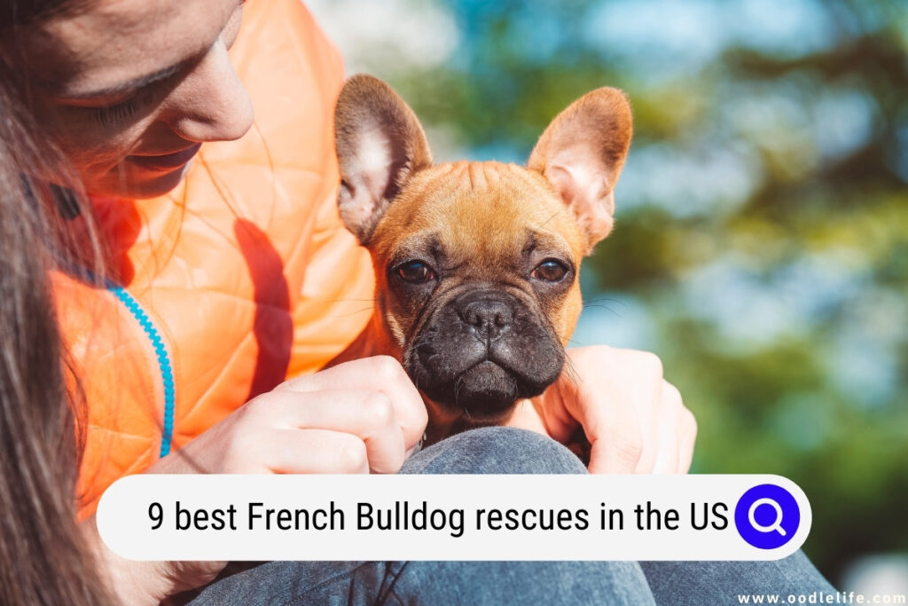 best French Bulldog rescues