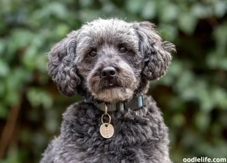 Best Shock Collar for Small Dogs (2025)