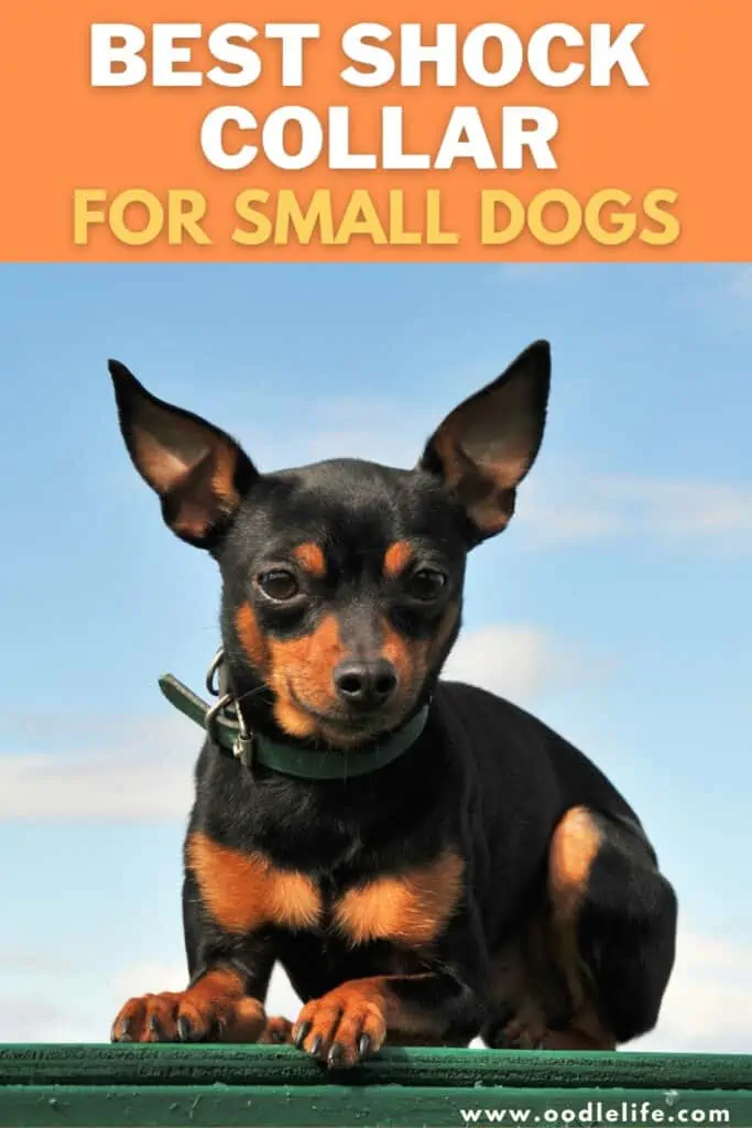 best shock collar for small dogs