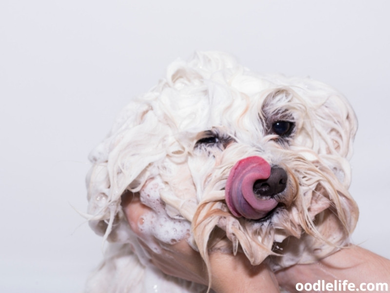 Bichon Maltese face and head wash