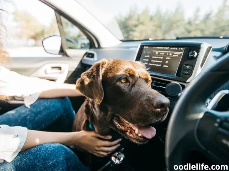 big black dog inside a car