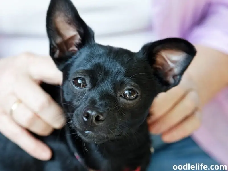 black Chihuahua