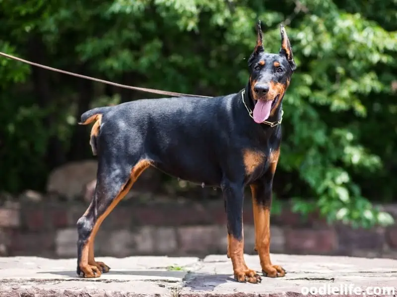 Black Doberman Pinscher