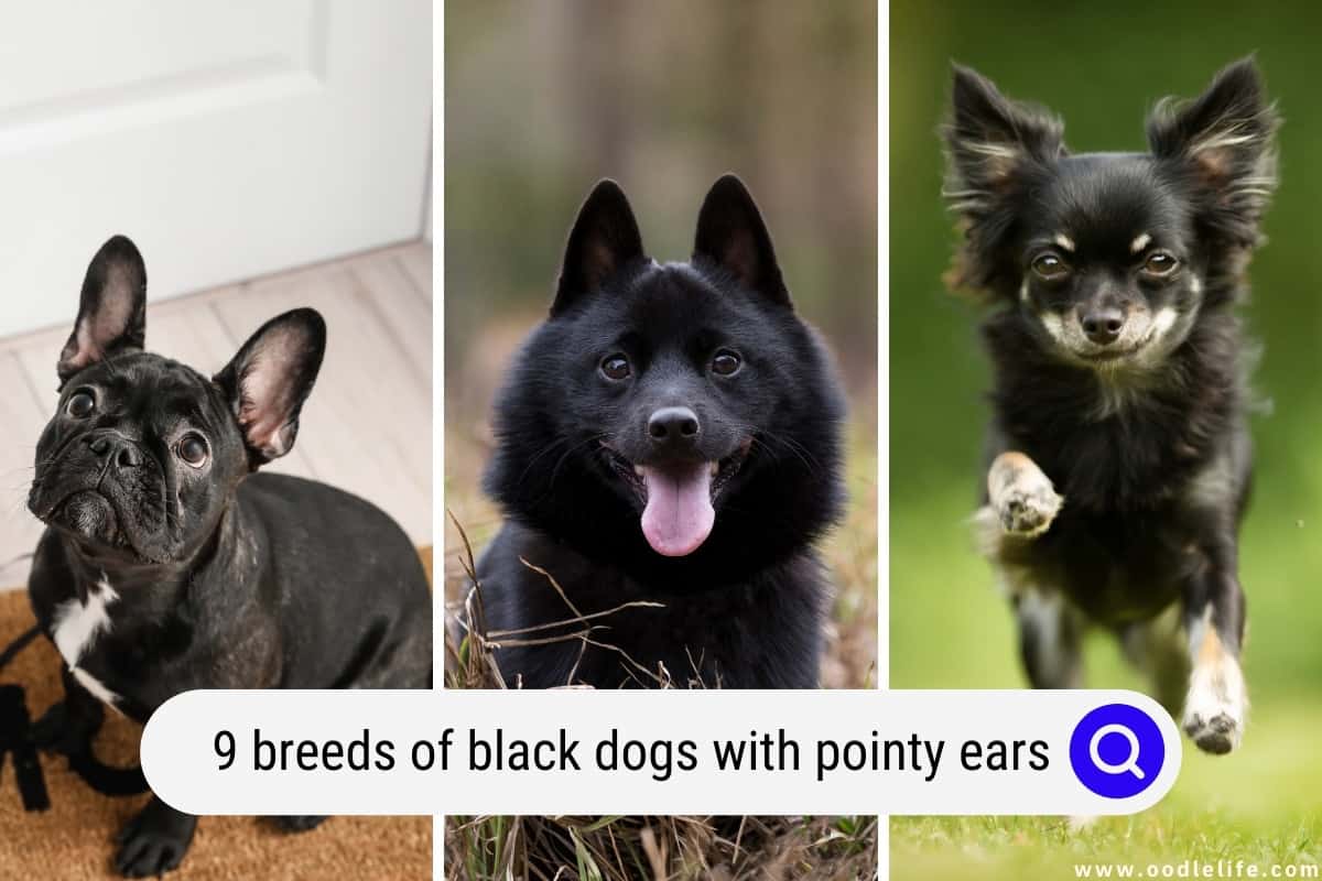 Small black and white dog with pointy best sale ears