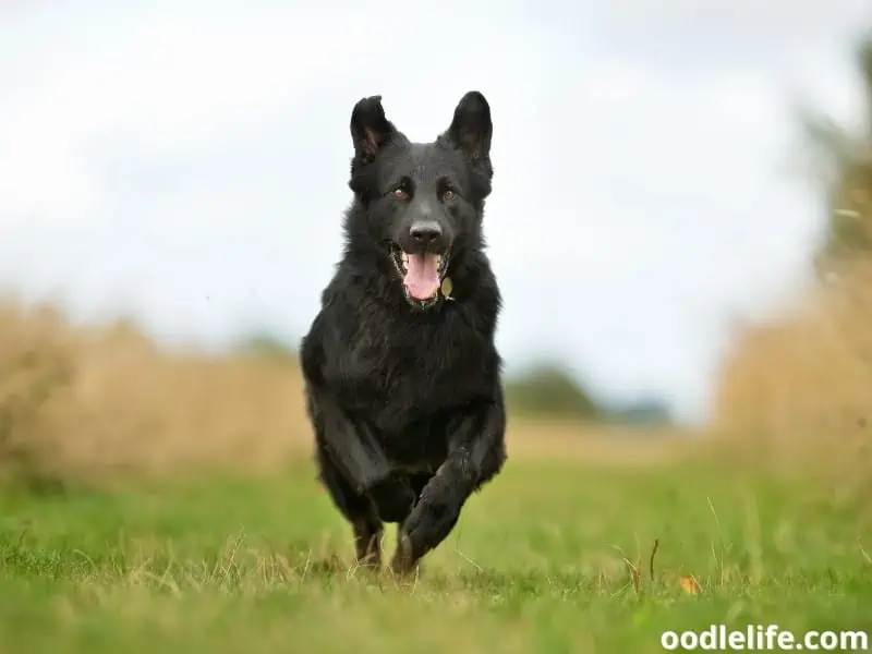 black German Shepherd