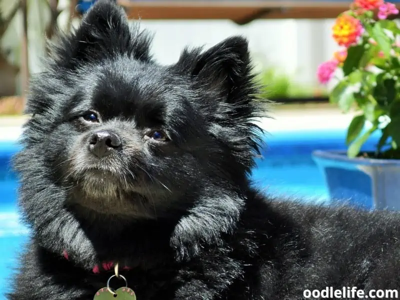 black Pomeranian