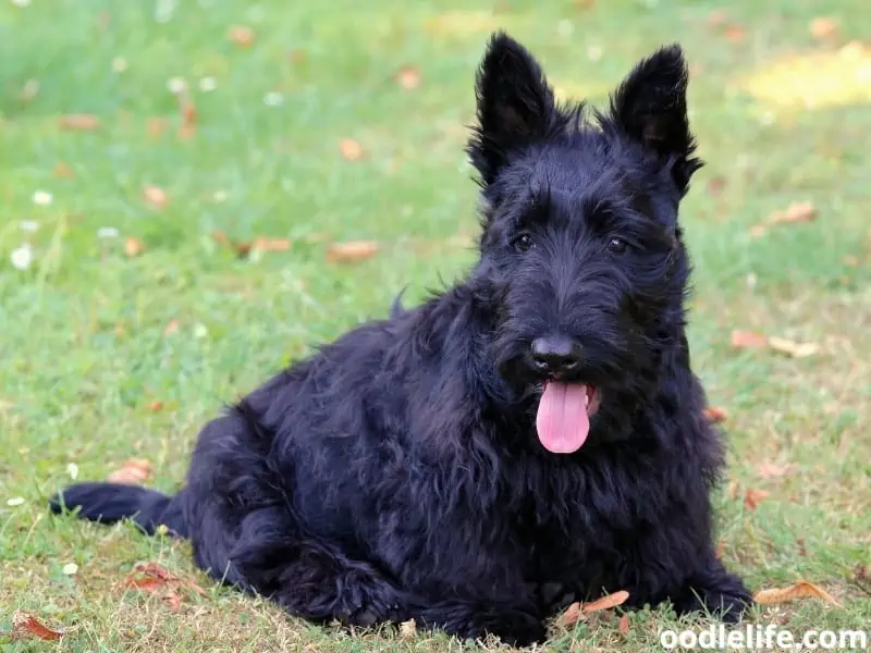 Black Scottish Terrier