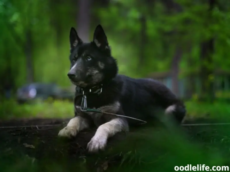 Black Siberian Husky