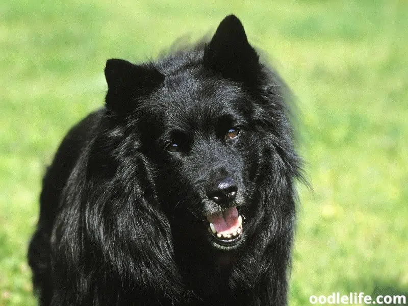 Black Swedish Lapphund