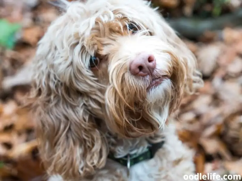 blonde Cockapoo