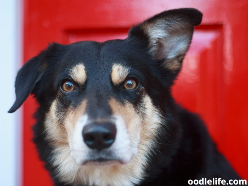 Border Collie at red door