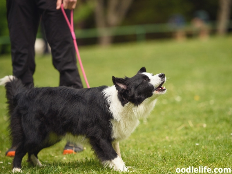 Border Collie barking