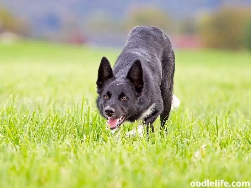 Border Collie herding