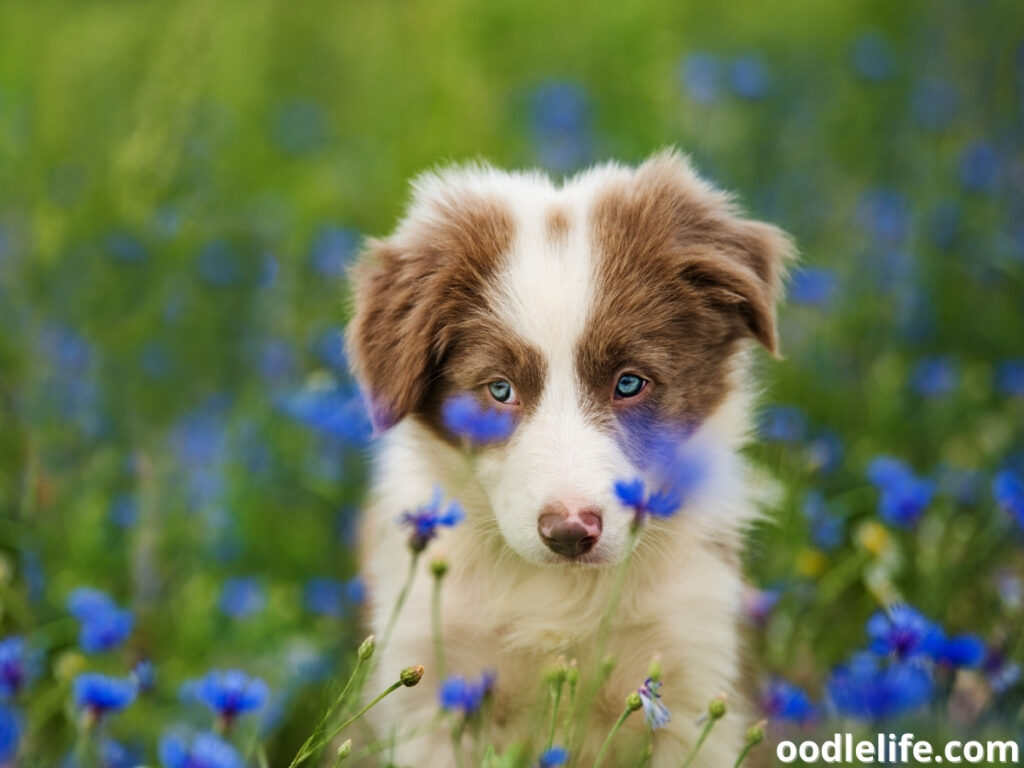 Border Collie in the garden