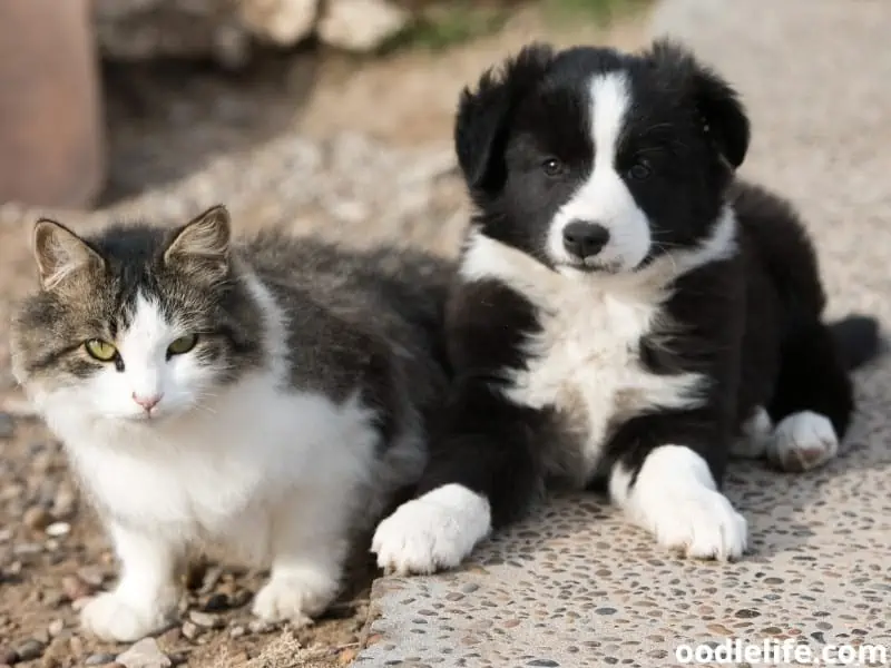 Border Collie meets cat