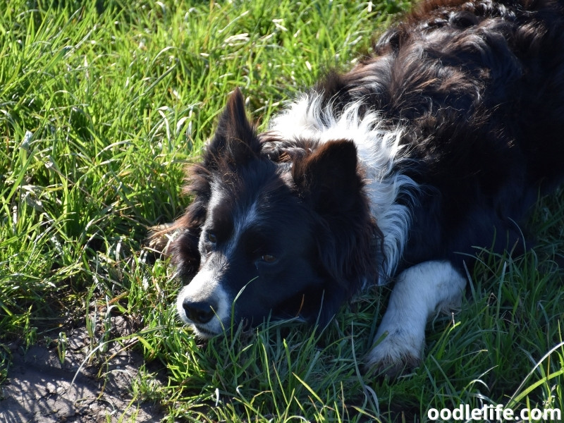 Border collie scared