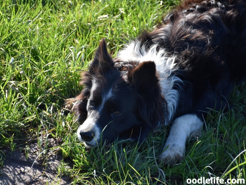 Border Collie scared