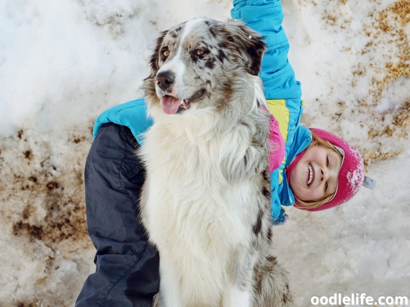 Border Collie with a girl