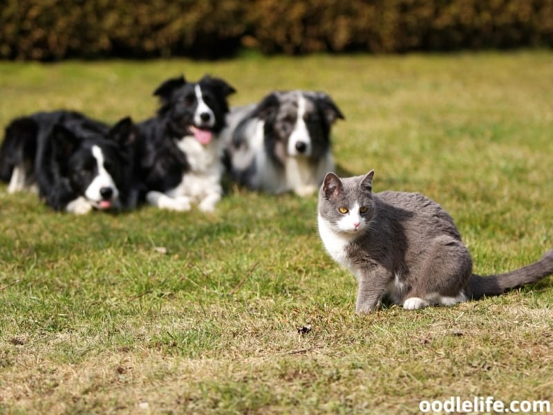 Why Do Dogs Hate Cats? (CatDog Relationship Explained) Oodle Life