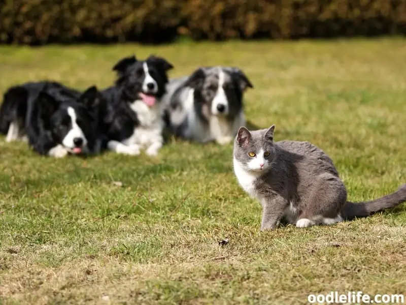 Border Collies gazing the cat