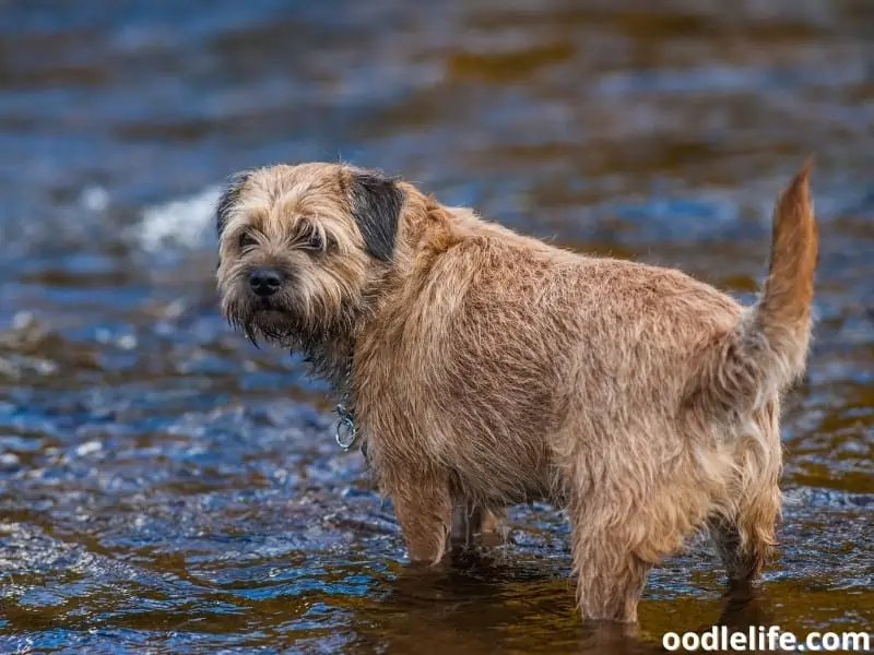 Border Terrier