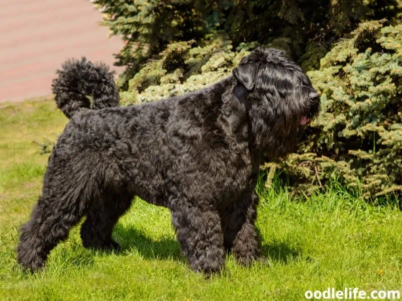 Bouvier Des Flandres standing on the grass