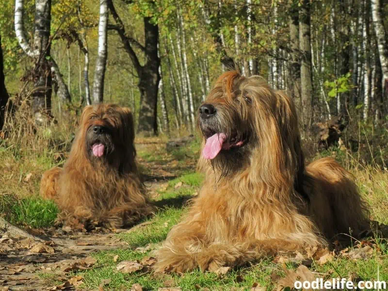 Briards in the forest