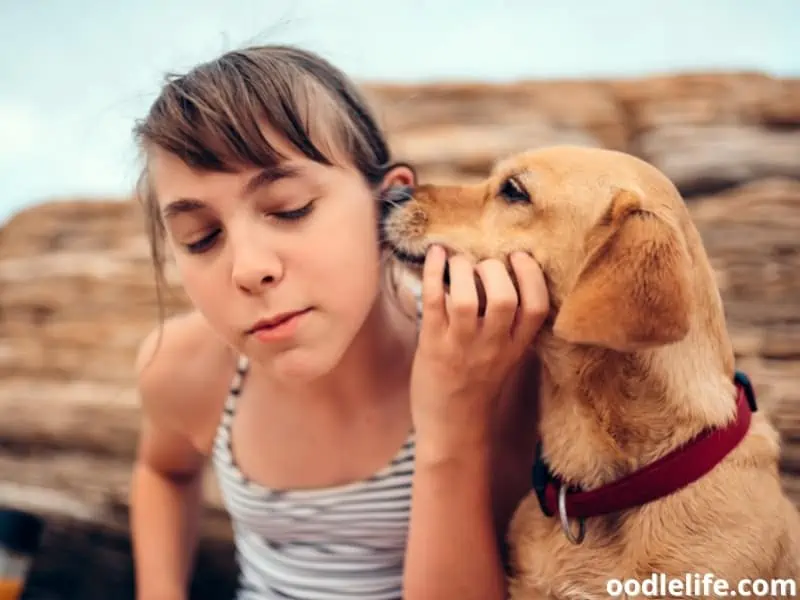 brown dog nibbling ear