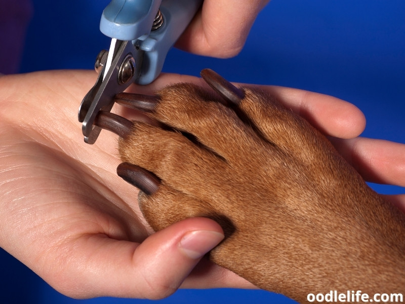 brown dog's nail polish