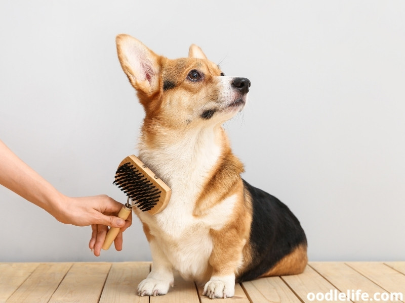 brushing Corgi coat