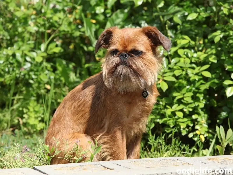 Brussels Griffon