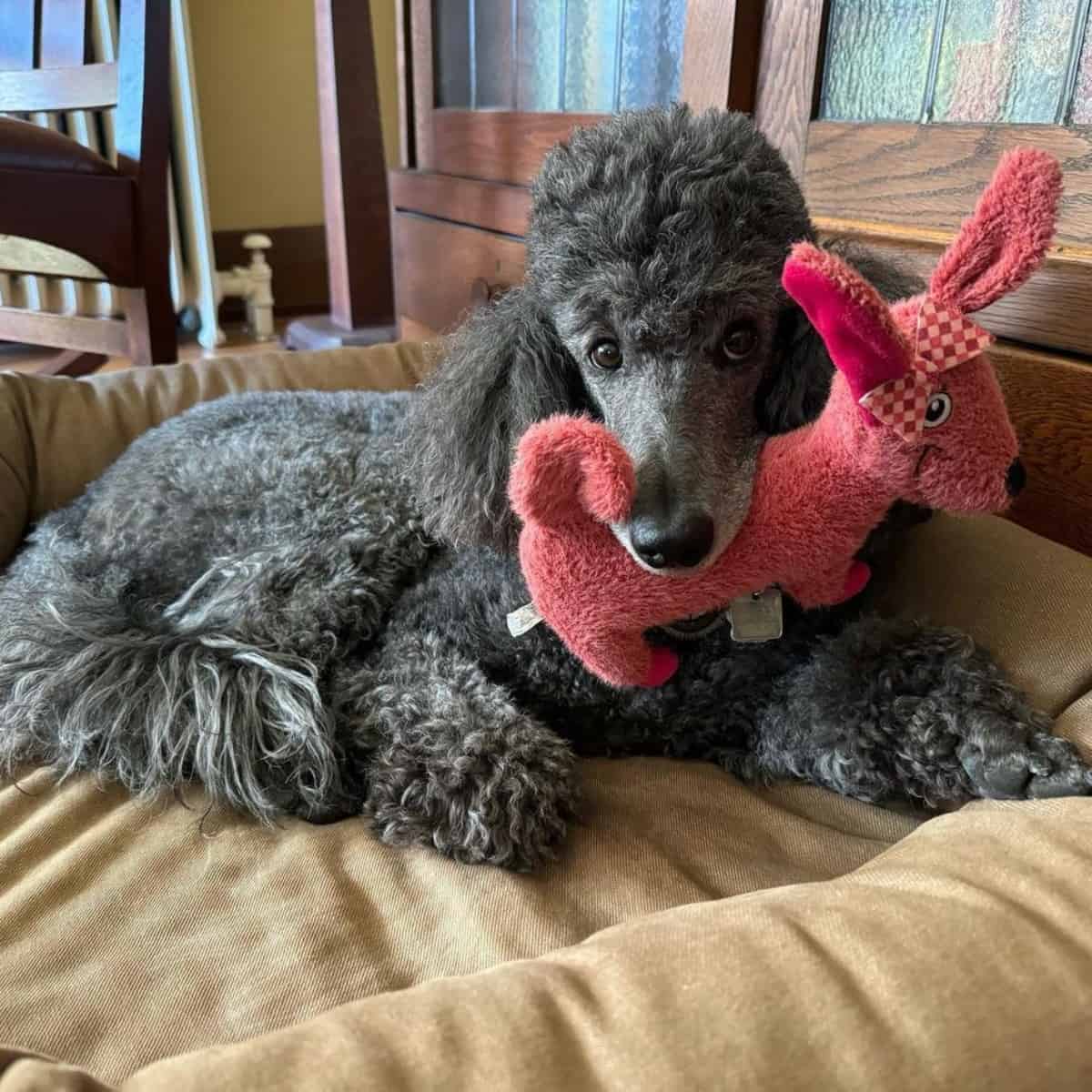 busy Poodle with toy