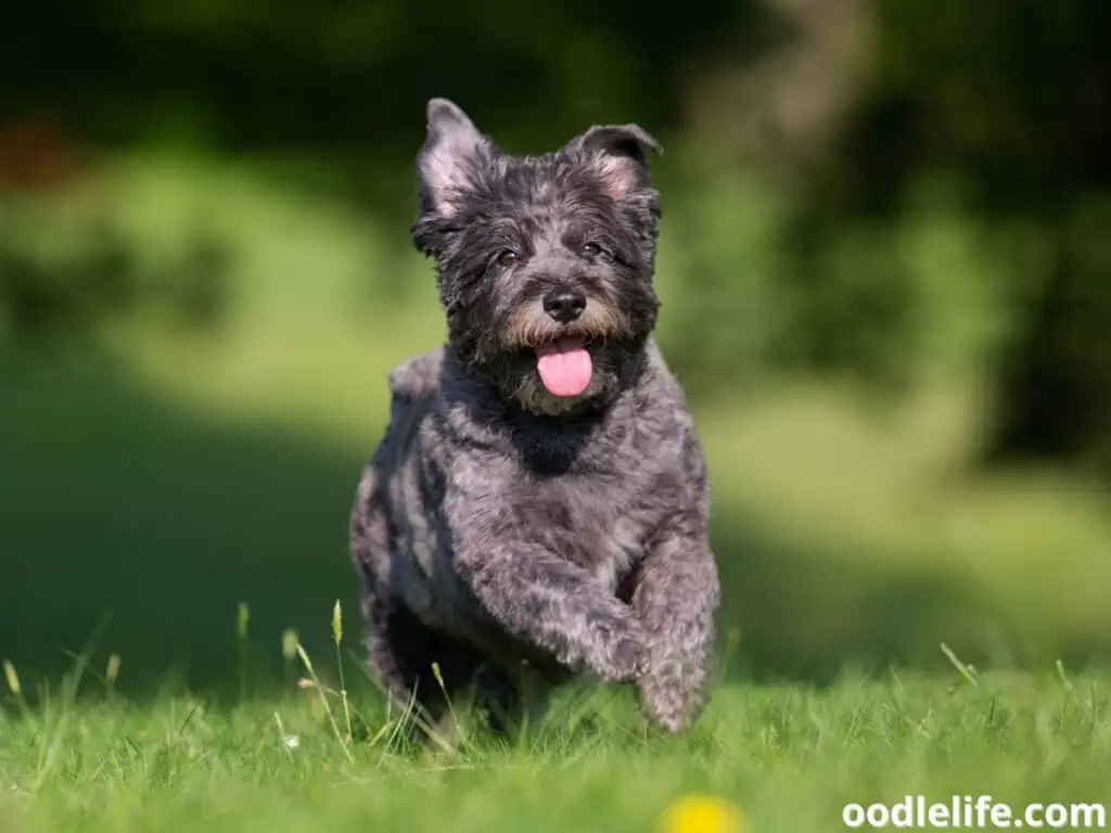 Cairn Terrier running