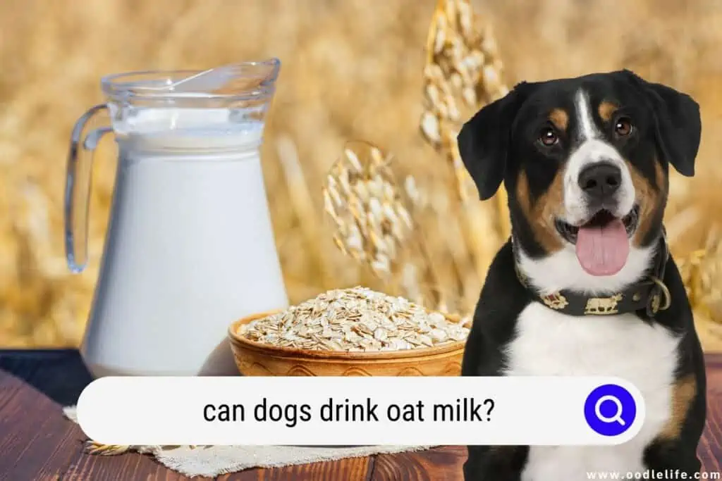 can dogs drink oat milk