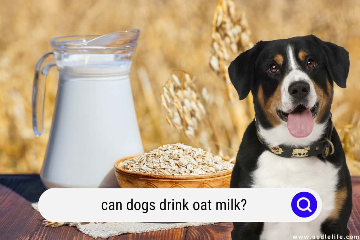 Can Dogs Drink Oat Milk? (What Happens) - Oodle Life