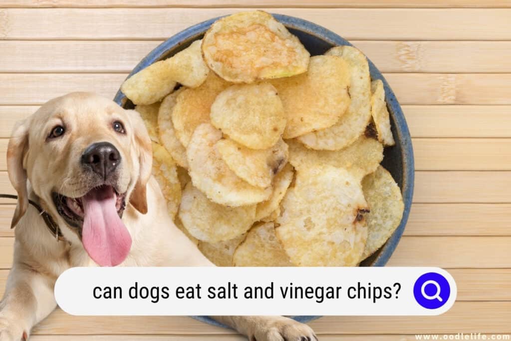 can dogs eat salt and vinegar chips