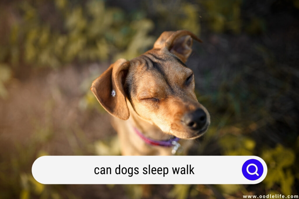 can dogs sleep walk