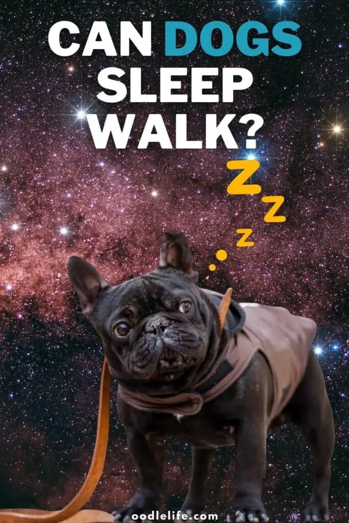 can dogs sleep walk